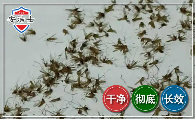 苍南苍蝇防治-灭蝇