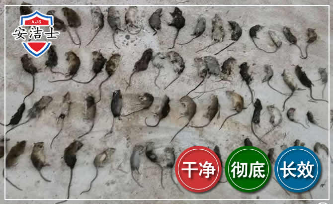 苍南鼠害防治-灭鼠