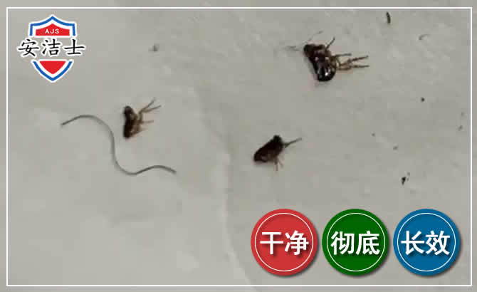 苍南跳蚤防治-灭跳蚤