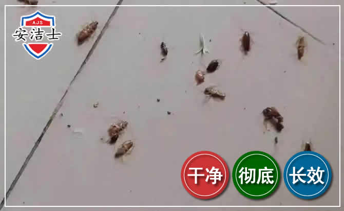 苍南蟑螂防治-灭蟑螂